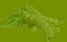 peas.logo